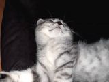 Topaç Kapa Scottish Fold