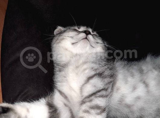 Topaç Kapa Scottish Fold