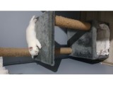 Aqua Silver British Shorthair