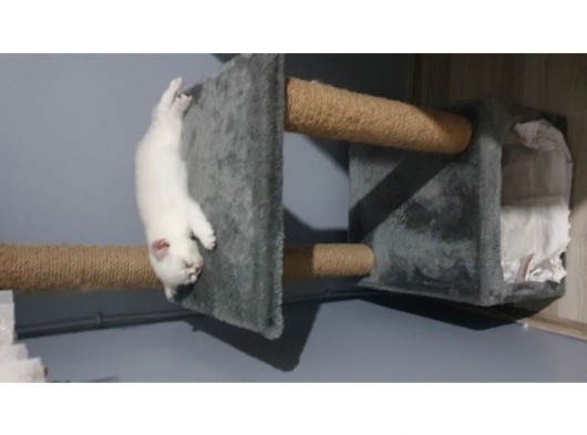 Aqua Silver British Shorthair