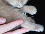 Scottish Fold Kedimiz Aşıları Tam Yuvaya Hazır
