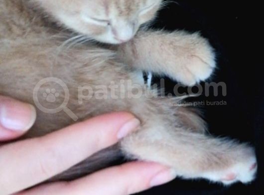 Scottish Fold Kedimiz Aşıları Tam Yuvaya Hazır görsel