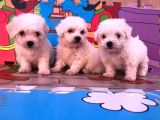 Maltipoo Yavruları