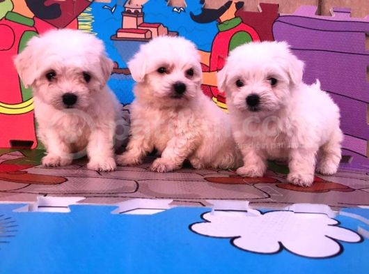 Maltipoo Yavruları görsel