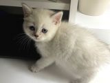 Bluepoint British Shorthair