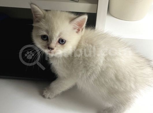 Bluepoint British Shorthair görsel