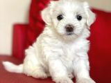 Anne Altından Maltes Terrier