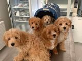 Safkan Kendi Uretimimiz F1 Maltipoo Yavrular