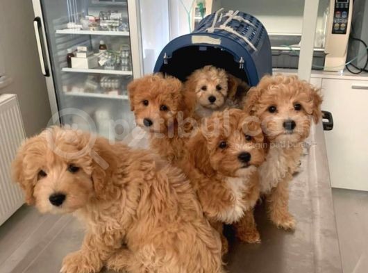 Safkan Kendi Uretimimiz F1 Maltipoo Yavrular