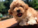 Disi Erkek İrk Garantili Toy Poodle Yavrularimiz
