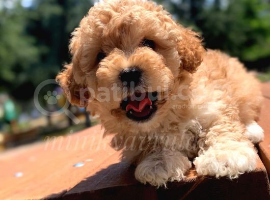 Disi Erkek İrk Garantili Toy Poodle Yavrularimiz görsel
