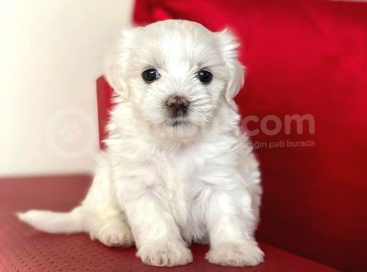 Anne Altından Maltes Terrier görsel