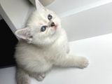 Bluepoint British Shorthair