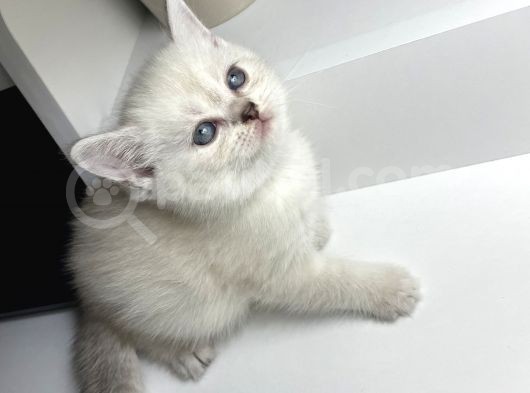 Bluepoint British Shorthair görsel