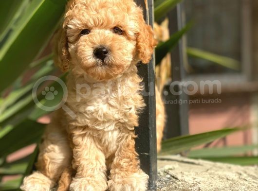 İrk Ve Saglik Garantili Toy Poodle Yavrularimiz