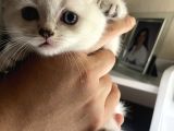Bluepoint British Shorthair