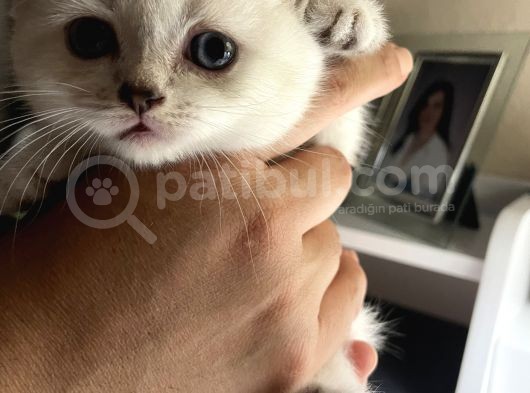 Bluepoint British Shorthair görsel