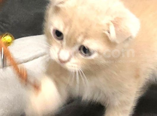 Scottish Fold Kedimiz Aşıları Tam Yuvaya Hazır görsel