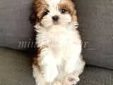Safkan İrkinin En Ufak Boyutunda Shih Tzu Yavrumuz