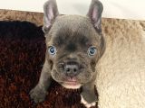 Blue French Bulldog