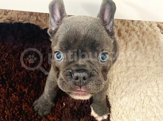Blue French Bulldog