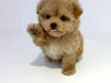 Safkan Disi Erkek Toy Poodle Yavrularimiz