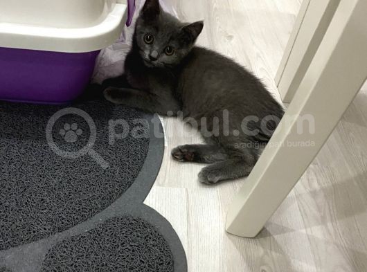 Erkek Ve Dişi Tuvalet Eğitimini Almış Yavrularımız Sahiplendirilecek
