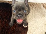 Blue French Bulldog