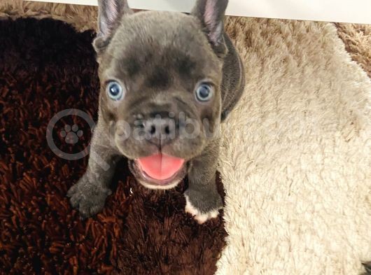 Blue French Bulldog görsel