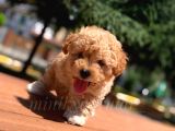Disi Erkek İrk Garantili Toy Poodle Yavrularimiz