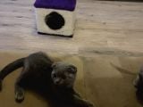 Scottish Fold 5 Mayıs Doğumlu Sütten Yeni Kesilmiş