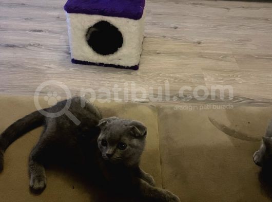 Scottish Fold 5 Mayıs Doğumlu Sütten Yeni Kesilmiş görsel