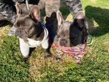Blue French Bulldog
