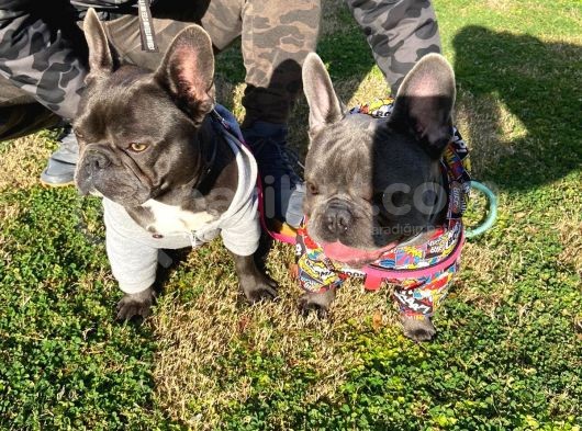 Blue French Bulldog görsel