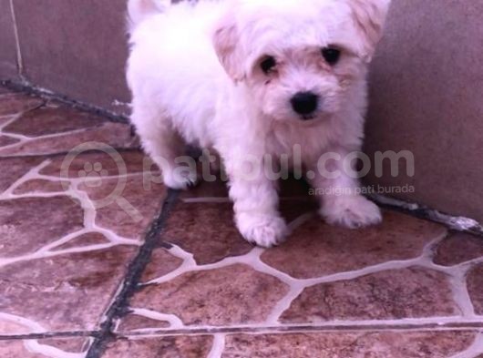 Maltipoo Yavruları görsel