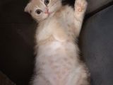 Scottish Fold Kedimiz aşıları Tam Yuvaya Hazır