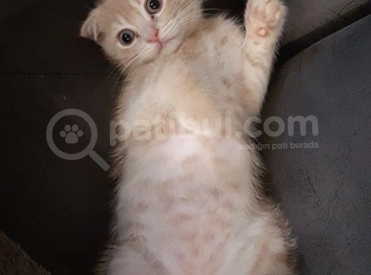 Scottish Fold Kedimiz Aşıları Tam Yuvaya Hazır
