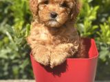 Safkan Red ve Apricot Toy Poodle Yavrularimiz