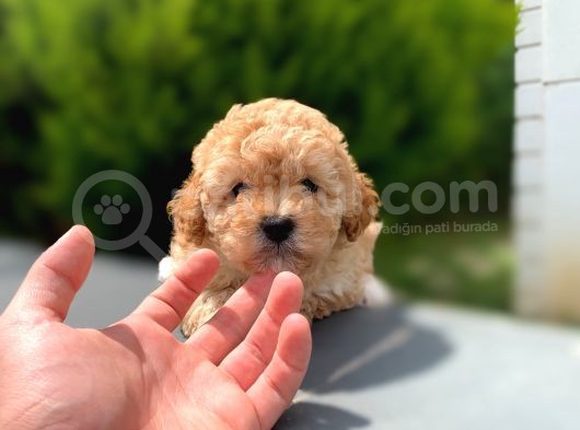 Safkan Irk Toy Poodle Yavrularimiz