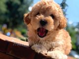Disi Erkek İrk Garantili Toy Poodle Yavrularimiz
