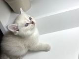 Bluepoint British Shorthair