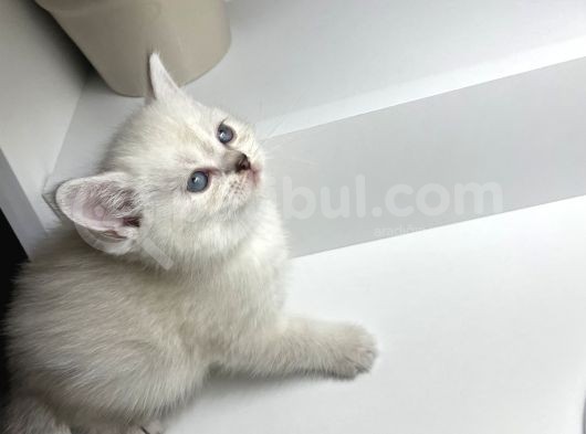 Bluepoint British Shorthair görsel
