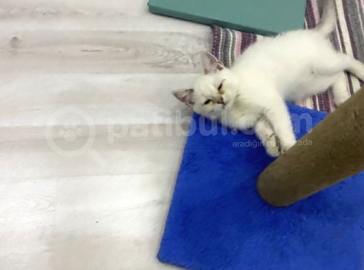 Erkek Ve Dişi Tuvalet Eğitimini Almış Yavrularımız Sahiplendirilecek görsel