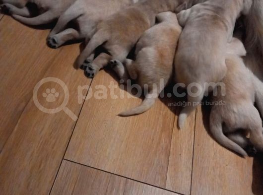 Baby Face Golden Yavrularımız görsel