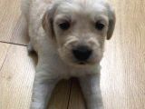 Baby Face Golden Yavrularımız