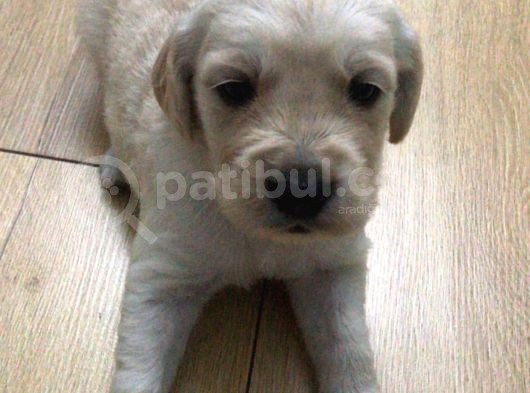 Baby Face Golden Yavrularımız görsel