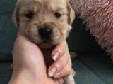 Baby Face Golden Yavrularımız
