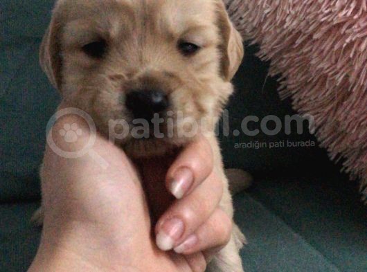 Baby Face Golden Yavrularımız görsel