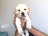 Baby Face Golden Yavrularımız