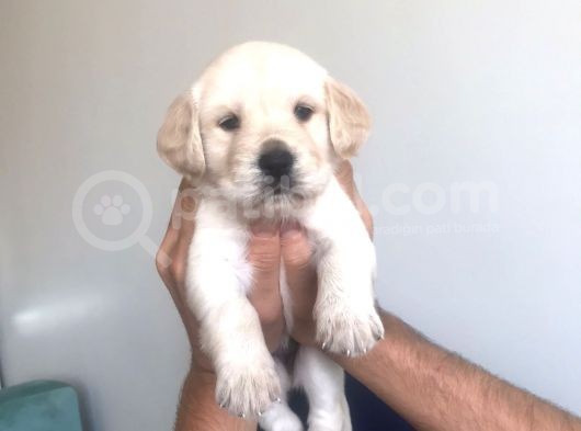 Baby Face Golden Yavrularımız görsel